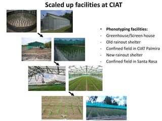Overview of ciat vision on wue & nue