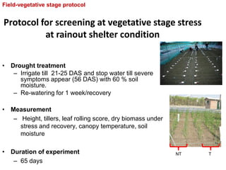 Overview of ciat vision on wue & nue