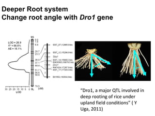 Overview of ciat vision on wue & nue