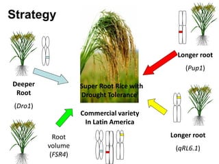 Overview of ciat vision on wue & nue