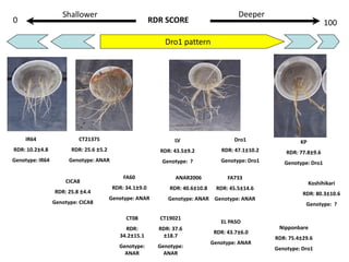 Overview of ciat vision on wue & nue