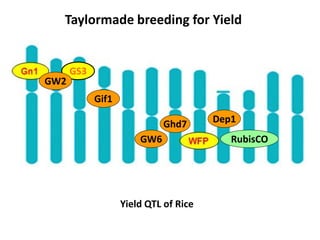 Overview of ciat vision on wue & nue