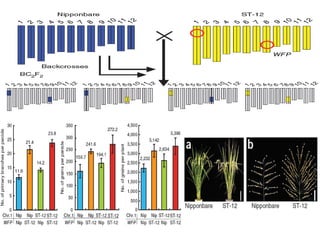 Overview of ciat vision on wue & nue