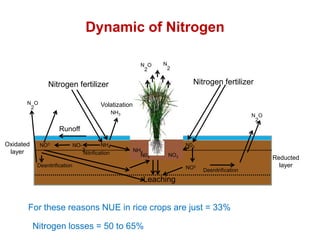 Overview of ciat vision on wue & nue