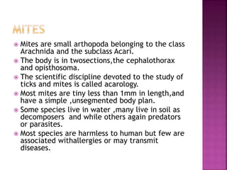 Overview Of Classification Of Arthopoda Ppt Overview Of Classification Of Arthopoda Ppt
