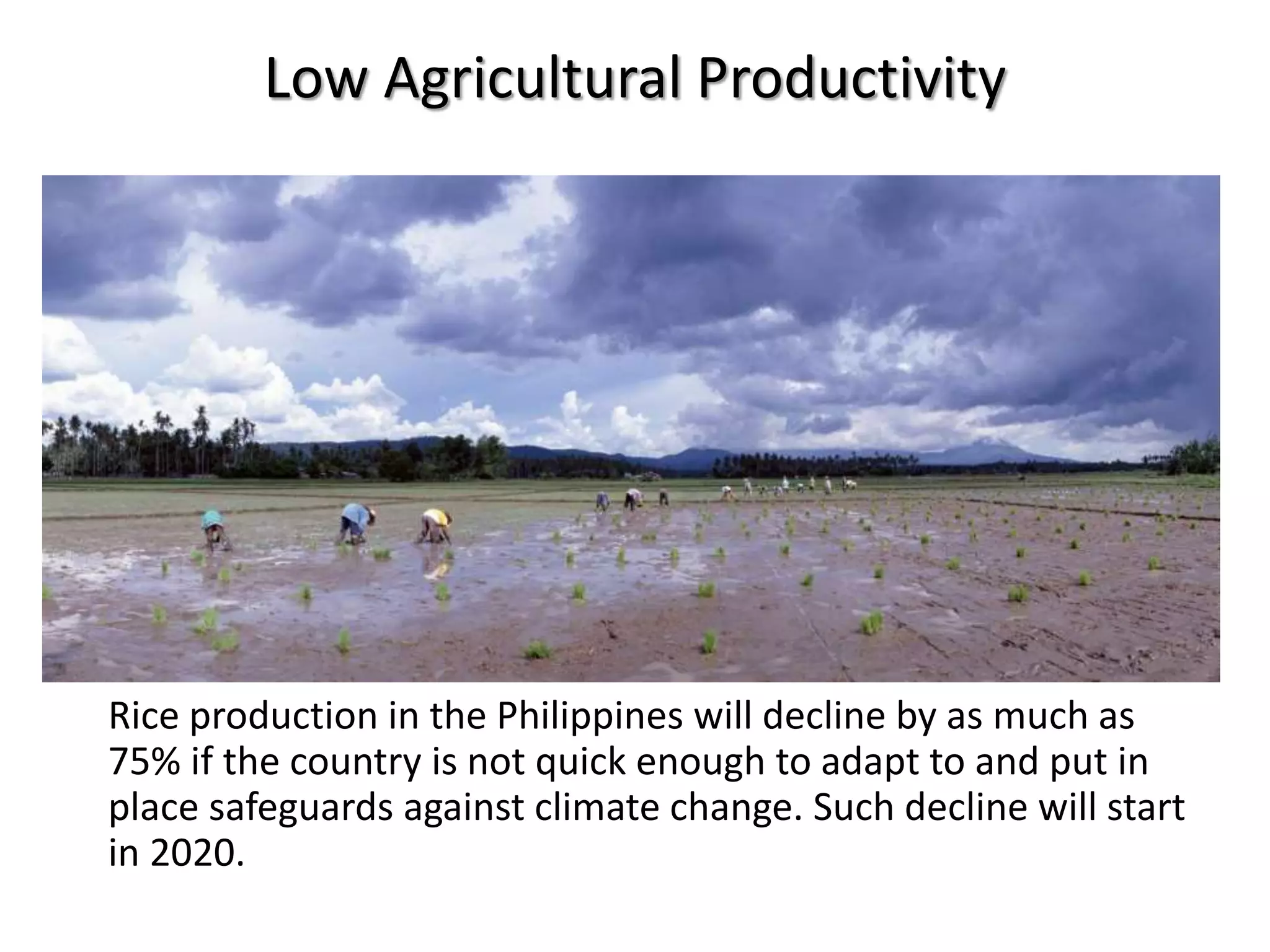 Low Agricultural Productivity
Rice production in the Philippines will decline by as much as
75% if the country is not quick enough to adapt to and put in
place safeguards against climate change. Such decline will start
in 2020.
 