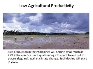 Low Agricultural Productivity
Rice production in the Philippines will decline by as much as
75% if the country is not quick enough to adapt to and put in
place safeguards against climate change. Such decline will start
in 2020.
 