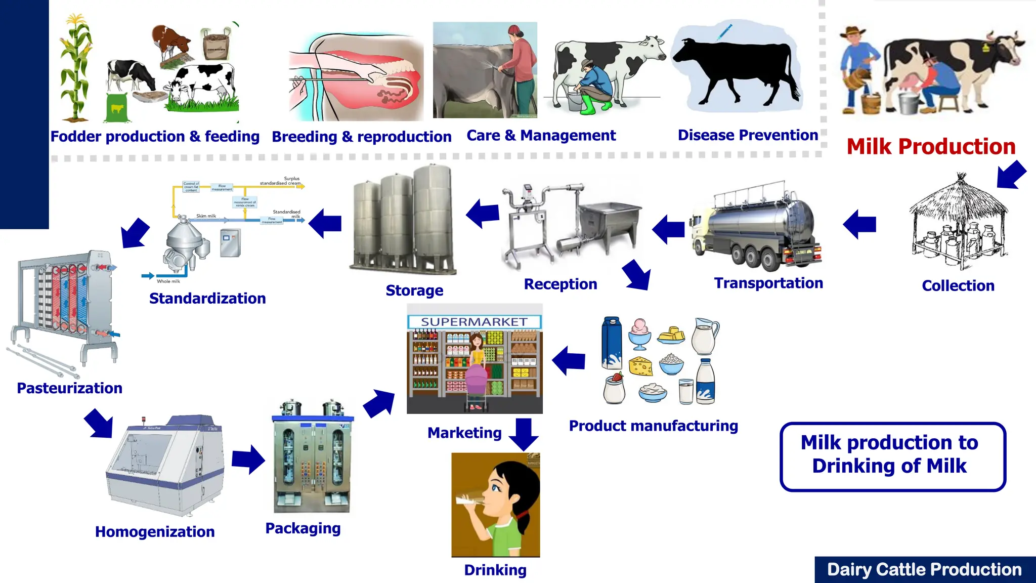 Overview Of Dairy Cattle Production pdf