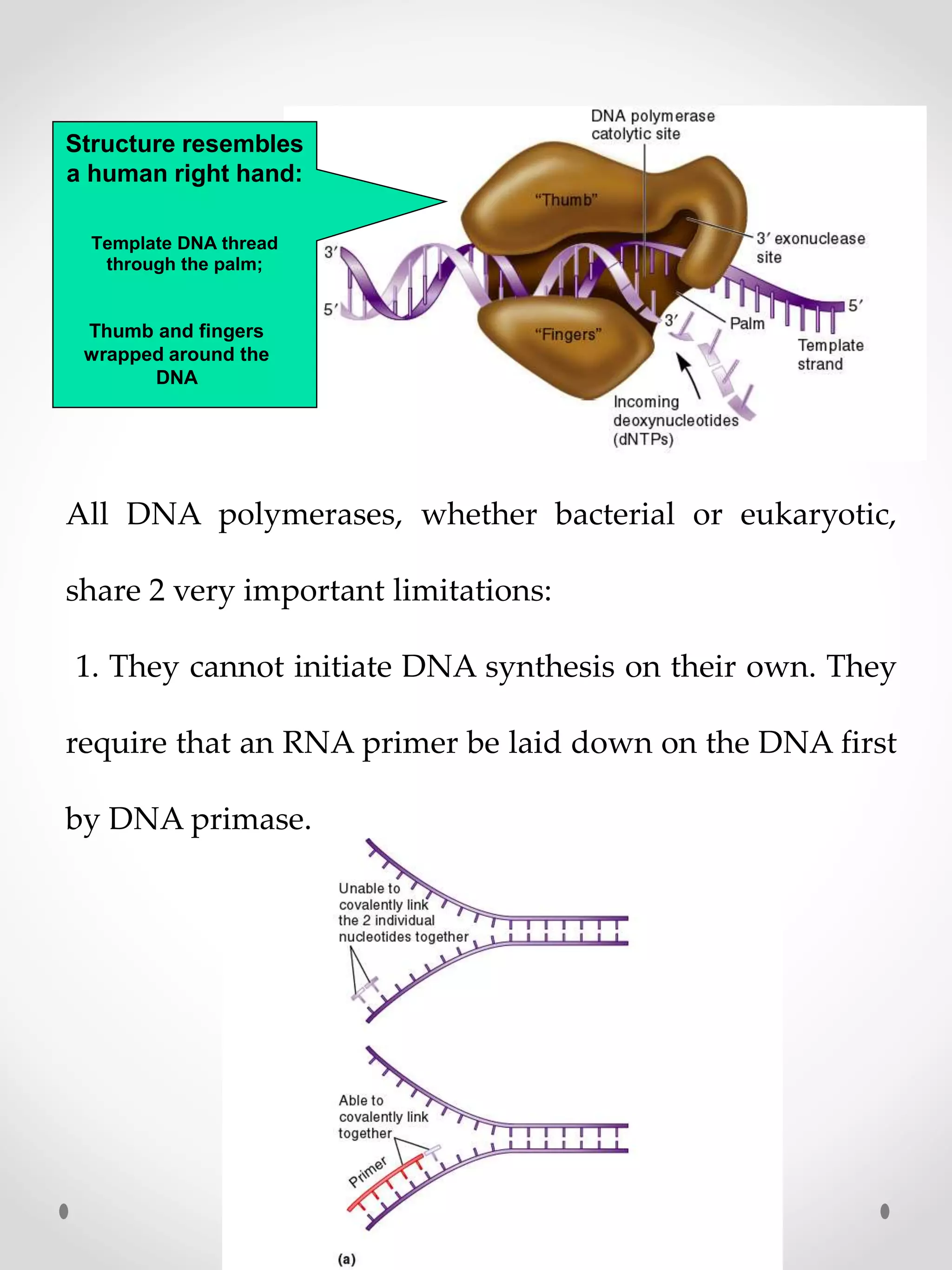 Overview of dna replication (prokaryotic & eukaryotic) | PPTX ...