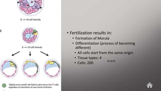 Overview of Embryology in the Reproductive System.pptx