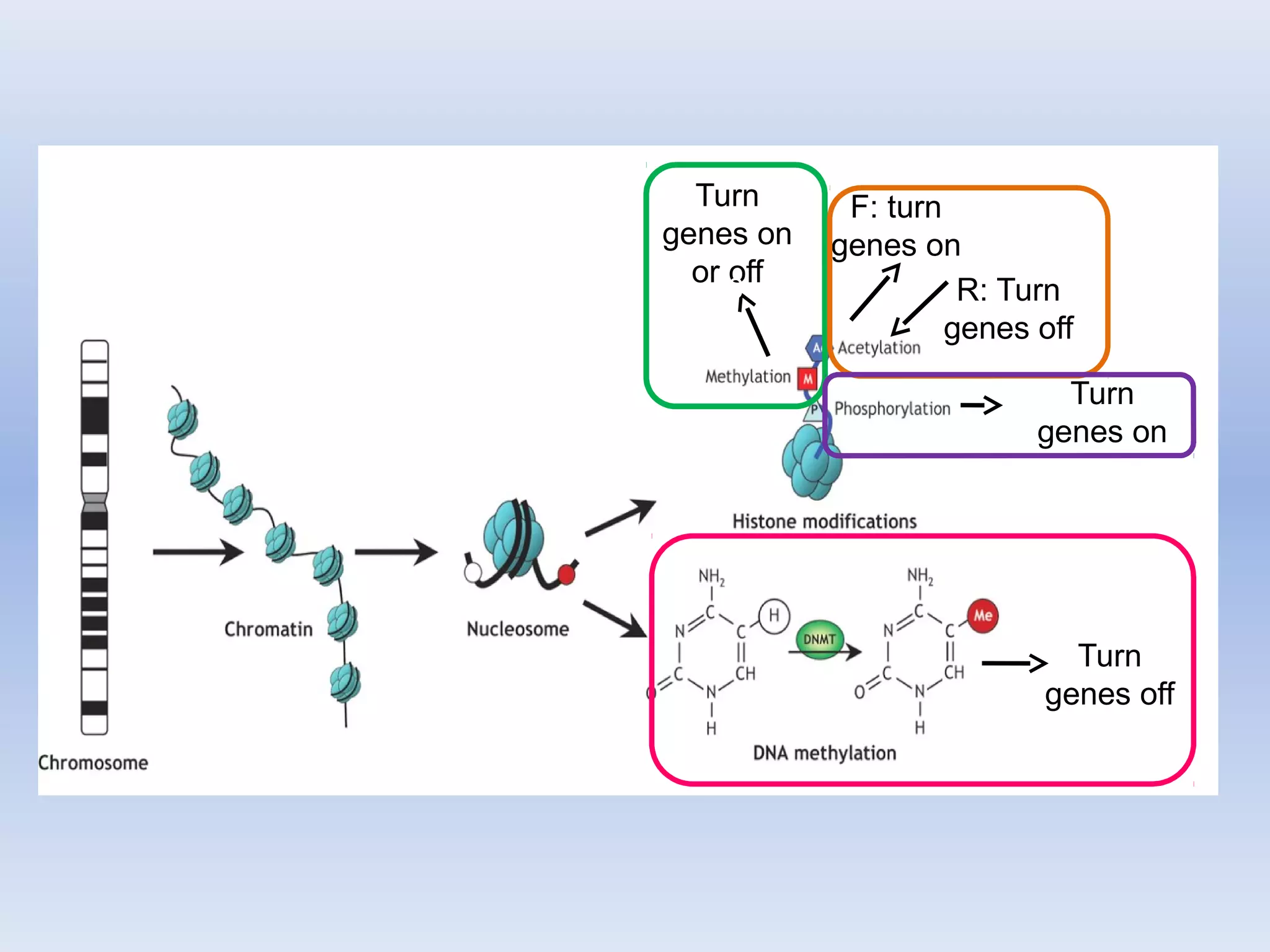 Turn
genes on
or off
0
F: turn
genes on
Turn
genes on
Turn
genes off
R: Turn
genes off
 