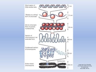 Overview of epigenetics and its role in disease | PPT