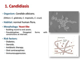 Overview of Fungal Infections | PDF