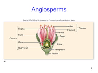 Angiosperms




              6
 