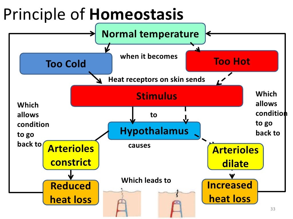 Overview of homeostasis & excretion