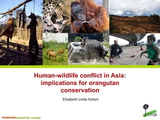 Human-wildlife conflict in Asia:
                      implications for orangutan
                             conservation
                              Elizabeth Linda Yuliani



THINKINGbeyond the canopy
 
