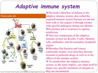 Overview of immune response | PPTX