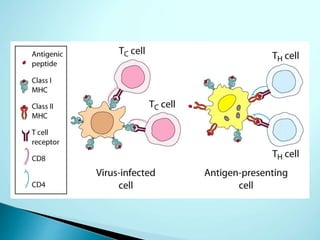Overview of immune system ppt.ppt