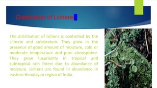 Overview of lichens | PPTX