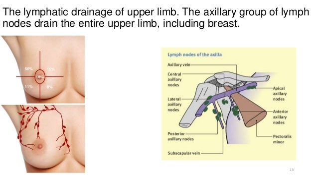 overview of limbs