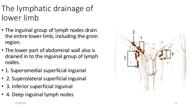Overview of limbs lower abdominal scrotum diagram 