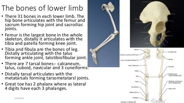 Overview of limbs