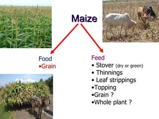 Overview of livestock feed supply in ethiopia