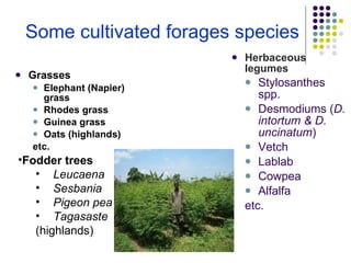 Overview of livestock feed supply in ethiopia