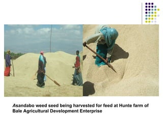 Overview of livestock feed supply in ethiopia