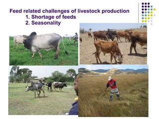 Overview of livestock feed supply in ethiopia