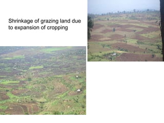 Overview of livestock feed supply in ethiopia