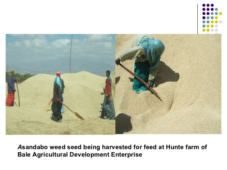 Overview of livestock feed supply in ethiopia
