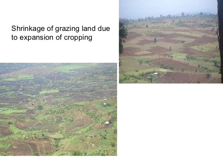 Overview of livestock feed supply in ethiopia