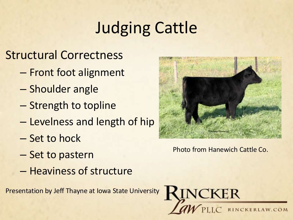 Overview of Livestock Judging