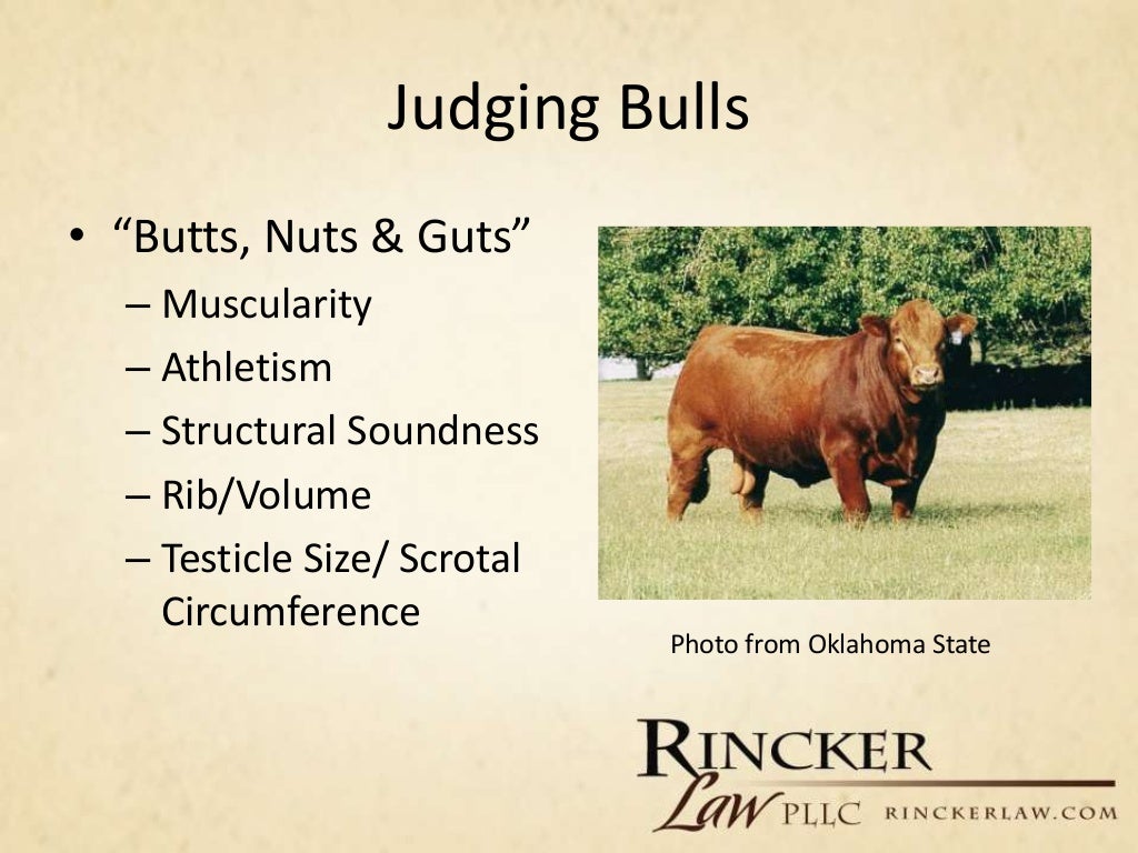Overview of Livestock Judging