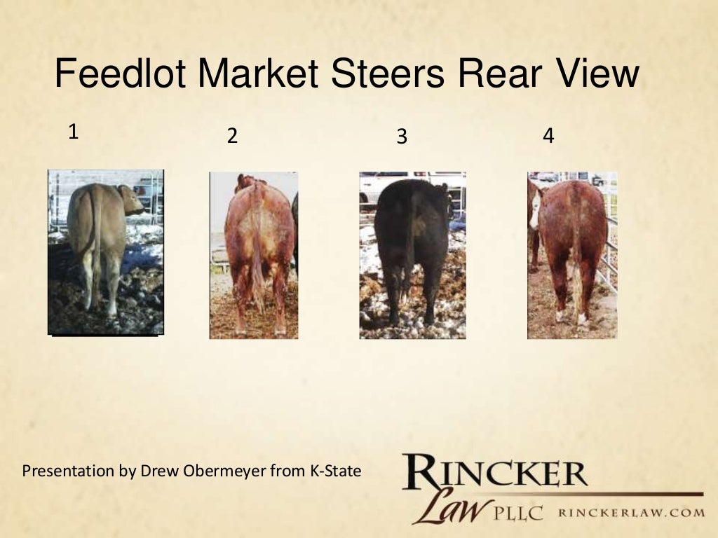 Overview of Livestock Judging