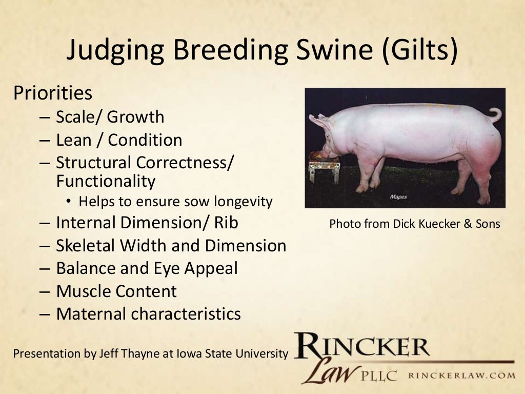 Overview of Livestock Judging