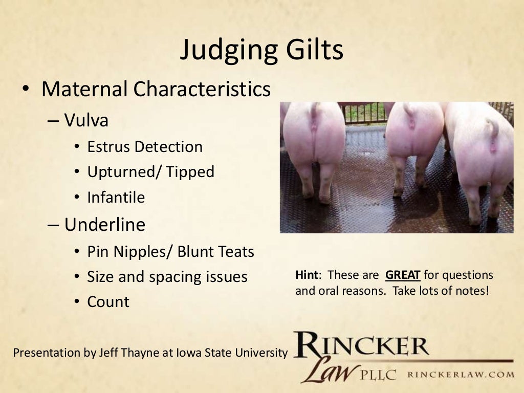 Overview of Livestock Judging
