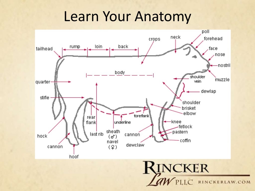 Overview of Livestock Judging