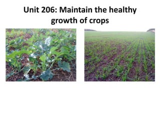 Unit 206: Maintain the healthy
growth of crops
 