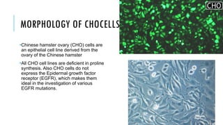 Introduction to mammalian cell culture.pptx