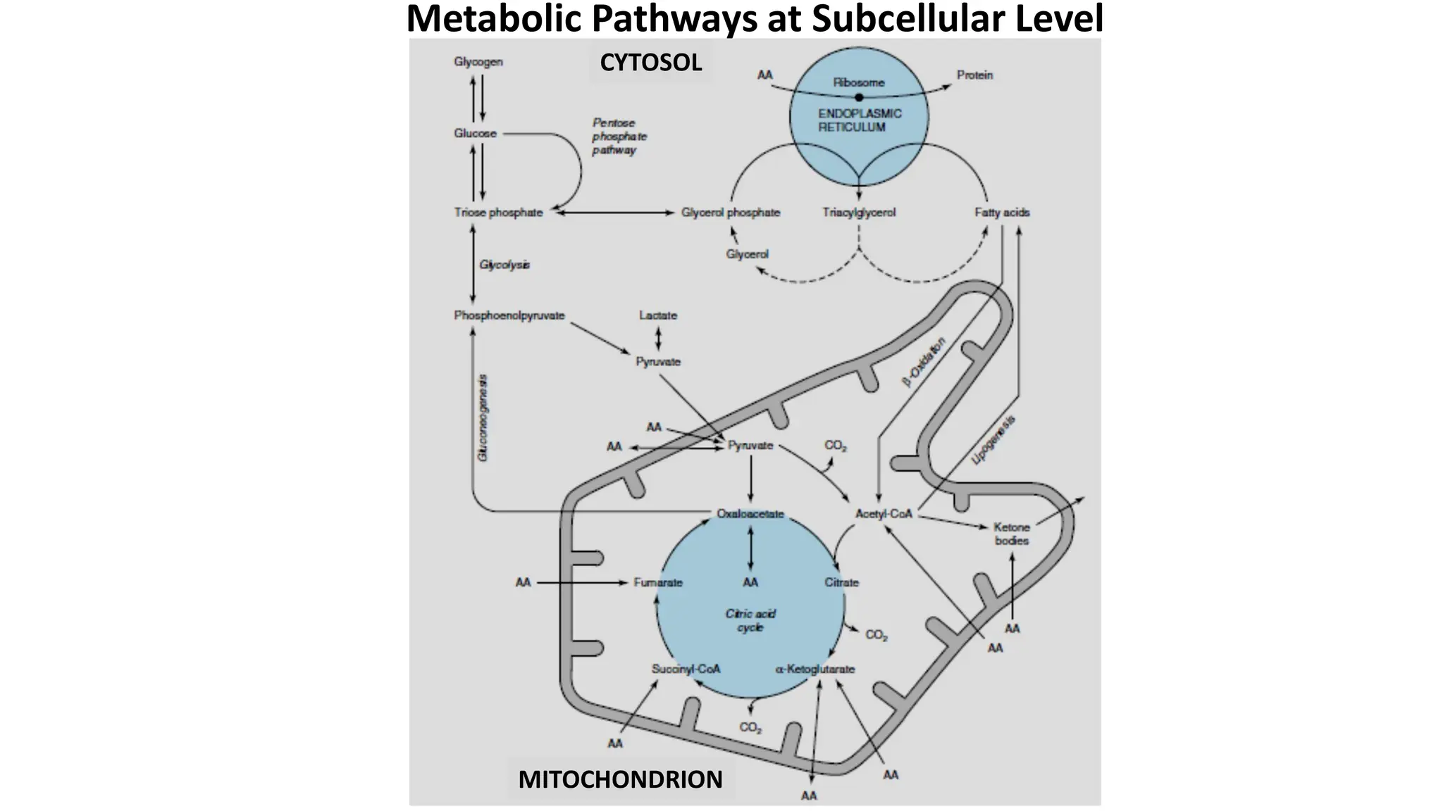 Overview Of Metabolism In Biochemistry Pdf