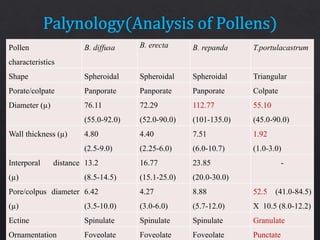 Pollen
characteristics
B. diffusa B. erecta B. repanda T.portulacastrum
Shape Spheroidal Spheroidal Spheroidal Triangular
Porate/colpate Panporate Panporate Panporate Colpate
Diameter (µ) 76.11
(55.0-92.0)
72.29
(52.0-90.0)
112.77
(101-135.0)
55.10
(45.0-90.0)
Wall thickness (µ) 4.80
(2.5-9.0)
4.40
(2.25-6.0)
7.51
(6.0-10.7)
1.92
(1.0-3.0)
Interporal distance
(µ)
13.2
(8.5-14.5)
16.77
(15.1-25.0)
23.85
(20.0-30.0)
-
Pore/colpus diameter
(µ)
6.42
(3.5-10.0)
4.27
(3.0-6.0)
8.88
(5.7-12.0)
52.5 (41.0-84.5)
X 10.5 (8.0-12.2)
Ectine Spinulate Spinulate Spinulate Granulate
Ornamentation Foveolate Foveolate Foveolate Punctate
 