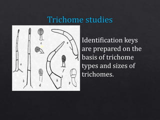 Identification keys
are prepared on the
basis of trichome
types and sizes of
trichomes.
 