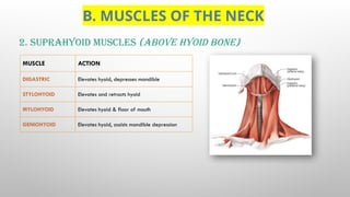 OVERVIEW OF MUSCLES - REGIONS, MUSCLE GROUPS & ACTIONS.pptx