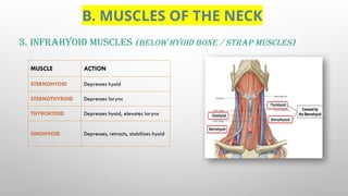 OVERVIEW OF MUSCLES - REGIONS, MUSCLE GROUPS & ACTIONS.pptx