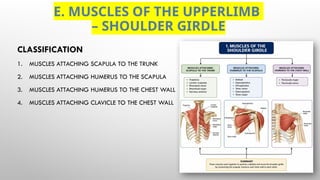 OVERVIEW OF MUSCLES - REGIONS, MUSCLE GROUPS & ACTIONS.pptx