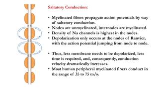 Overview of Nerve Conduction Study | PPTX