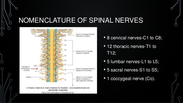 Overview of nervous system