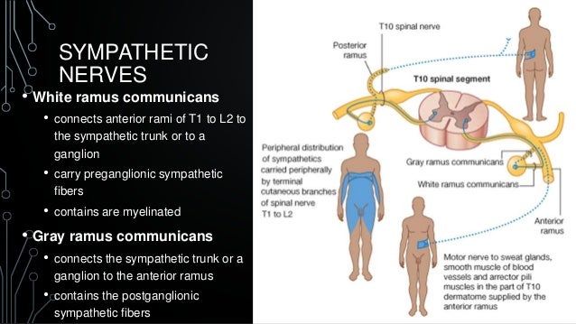 Overview of nervous system
